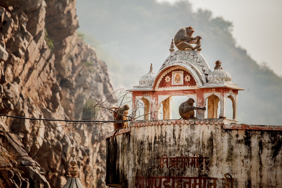 El Templo de los Monos de Galwar Bagh en Jaipur