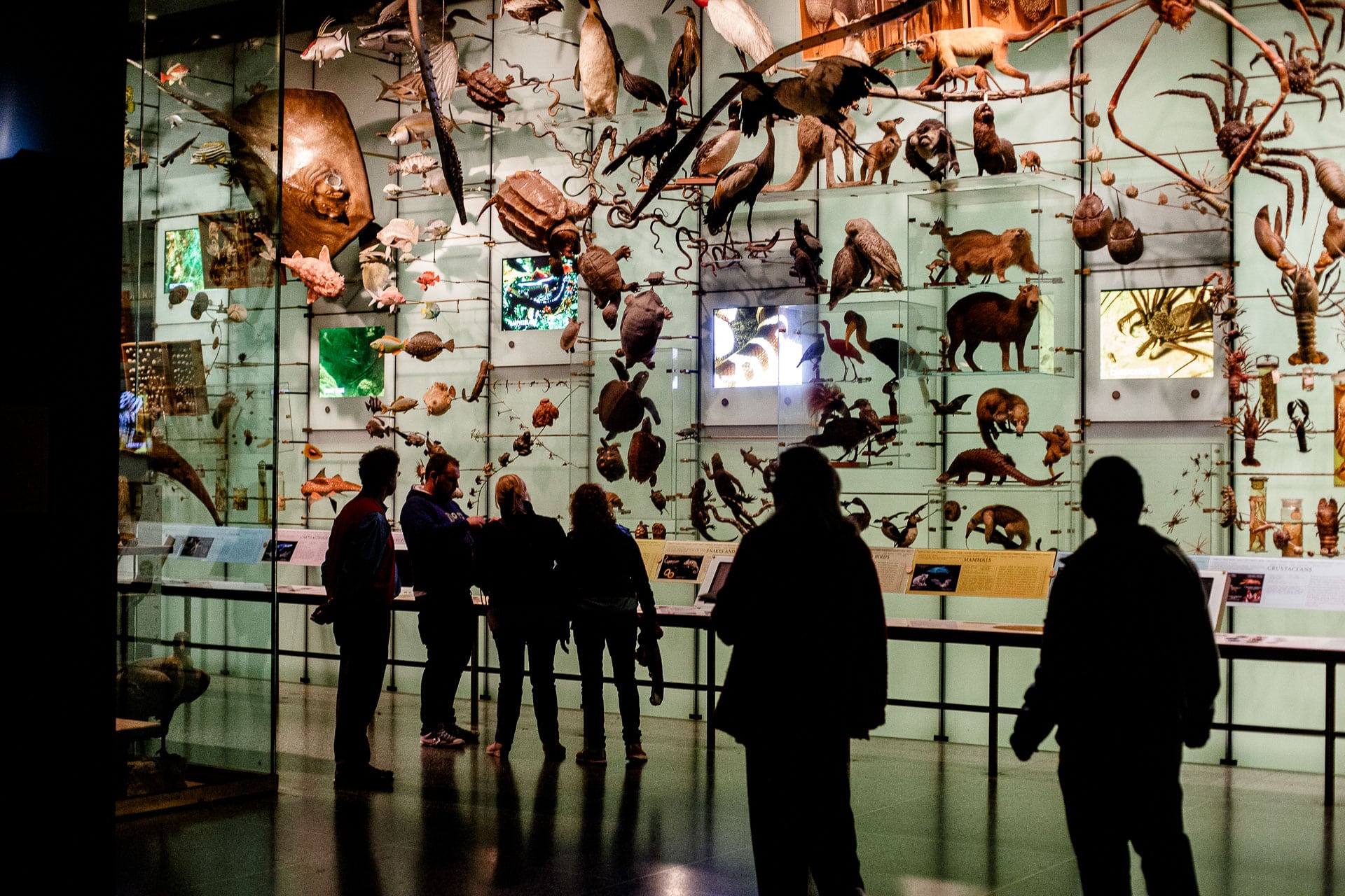 Museo Ciencias Naturales New York