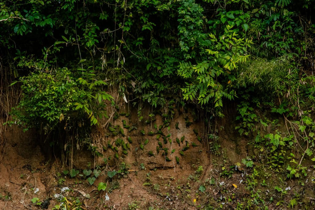 Crónica Viajera a Puerto Maldonado, la Puerta de Entrada a la Selva del Amazonas
